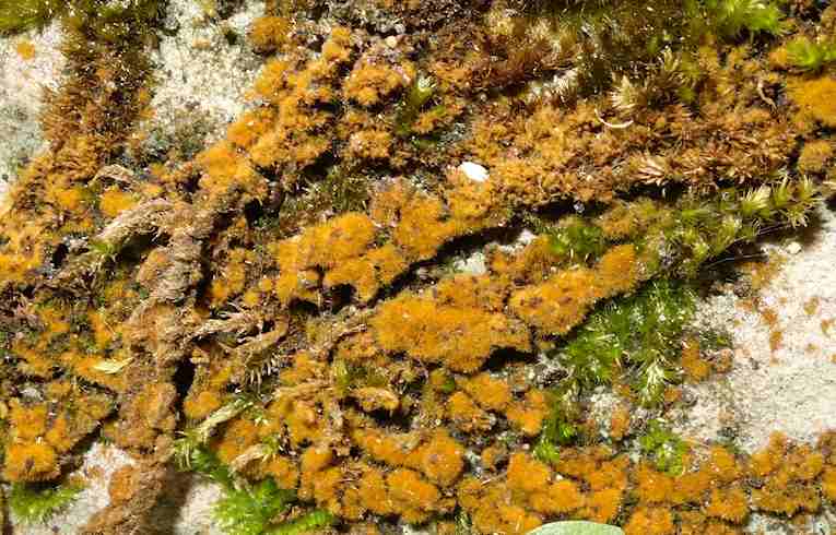 Trentepohlia (aurea)